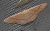 Cyclophora sp.